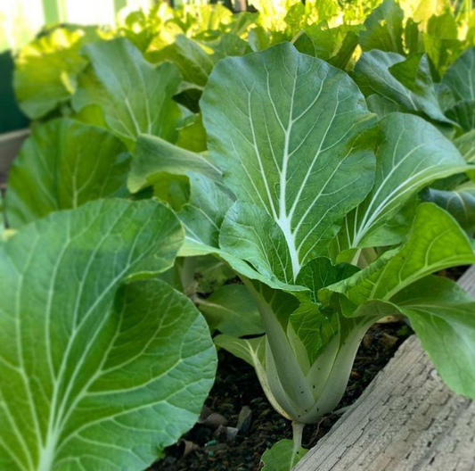 Pak Choi (Bok Choi)
