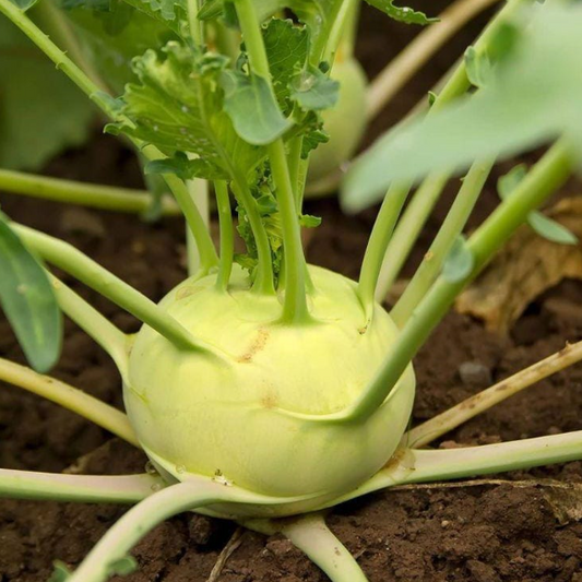 Kohlrabi