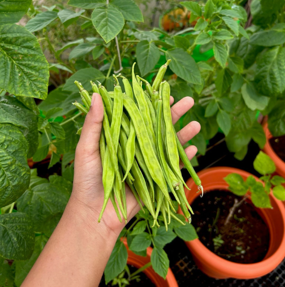 Cluster Beans