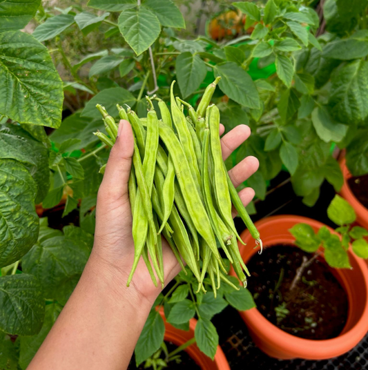 Cluster Beans