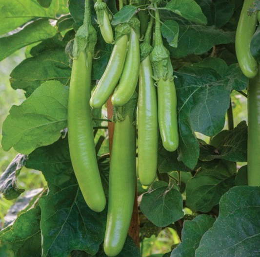 Green Long Brinjal