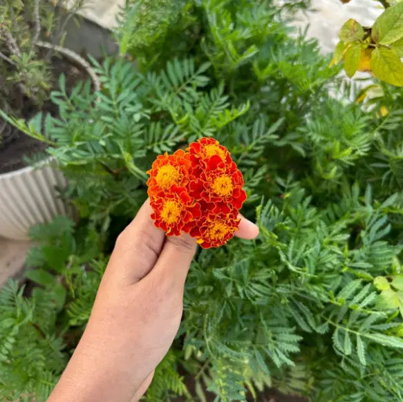 Scarlet Red Marigold