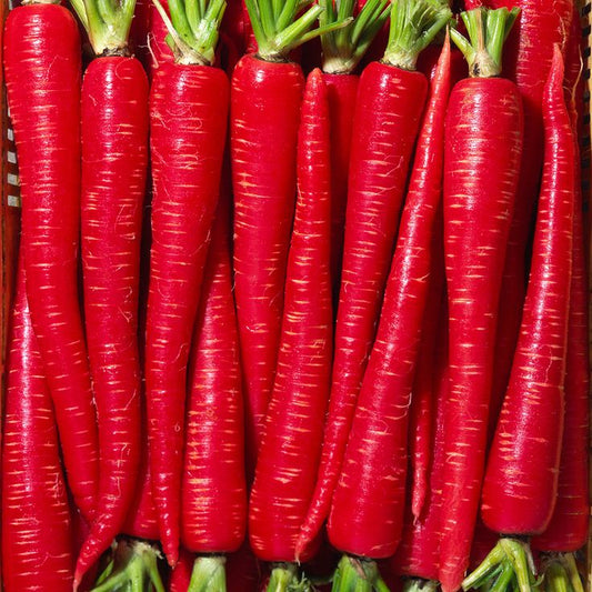 Red Carrot
