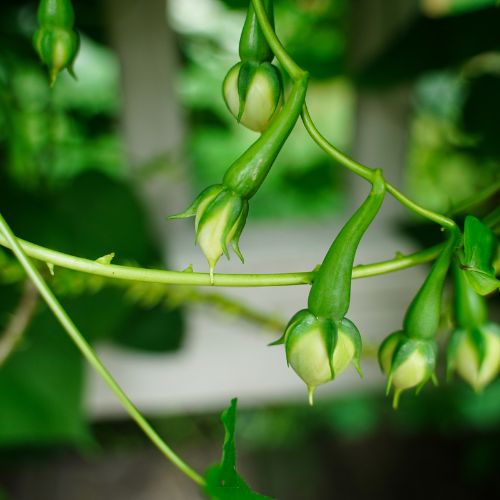 Clove Beans