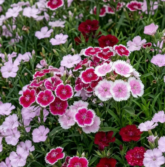 Dianthus Baby Doll Mixed Color