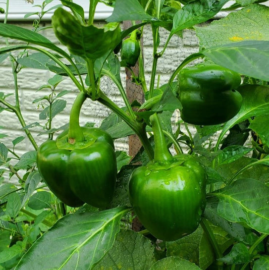 Green Capsicum