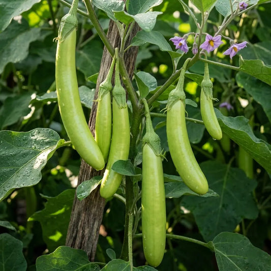 Green Long Brinjal