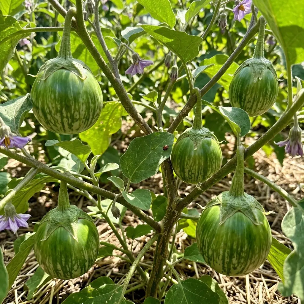 Green Round Brinjal