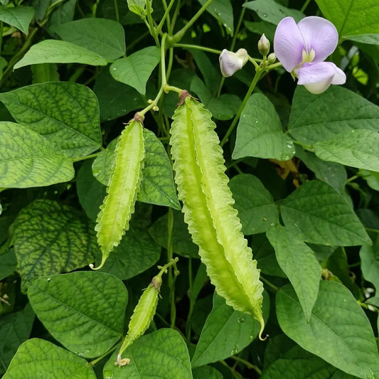 Green Winged Beans Short