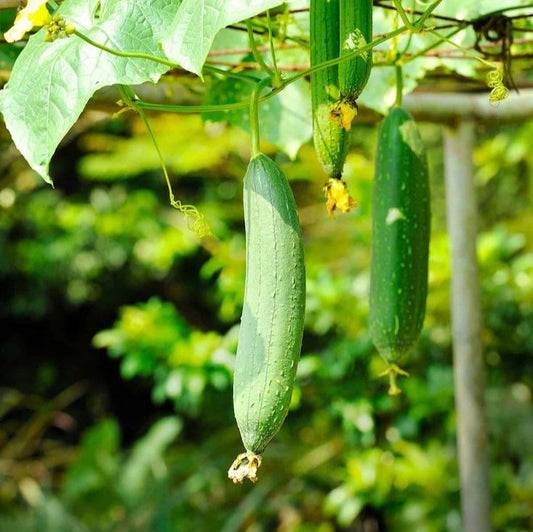 Sponge Gourd