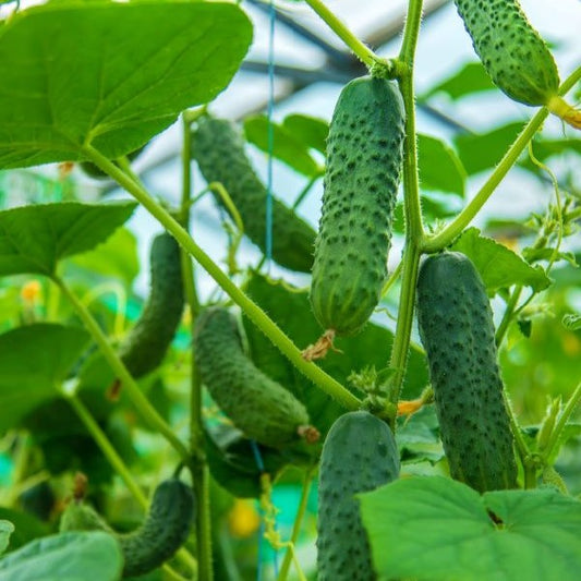 Cucumber