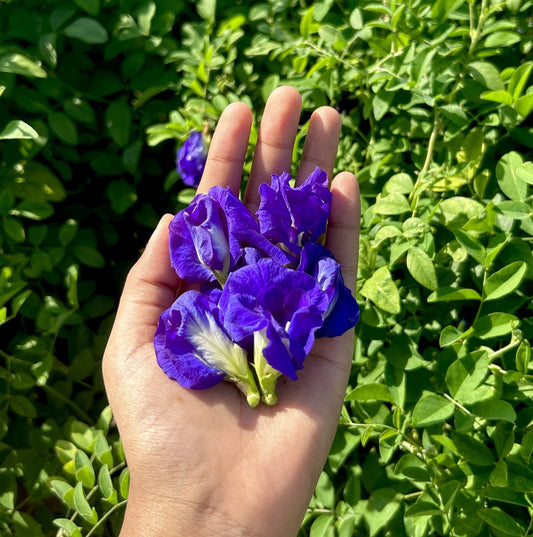 Blue Butterfly Pea Double Petal
