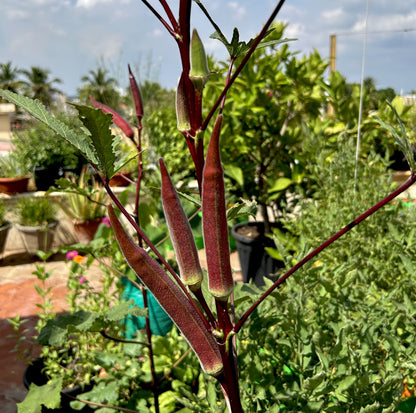 Red Bhindi