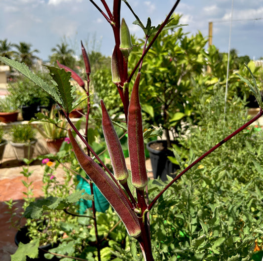 Red Bhindi