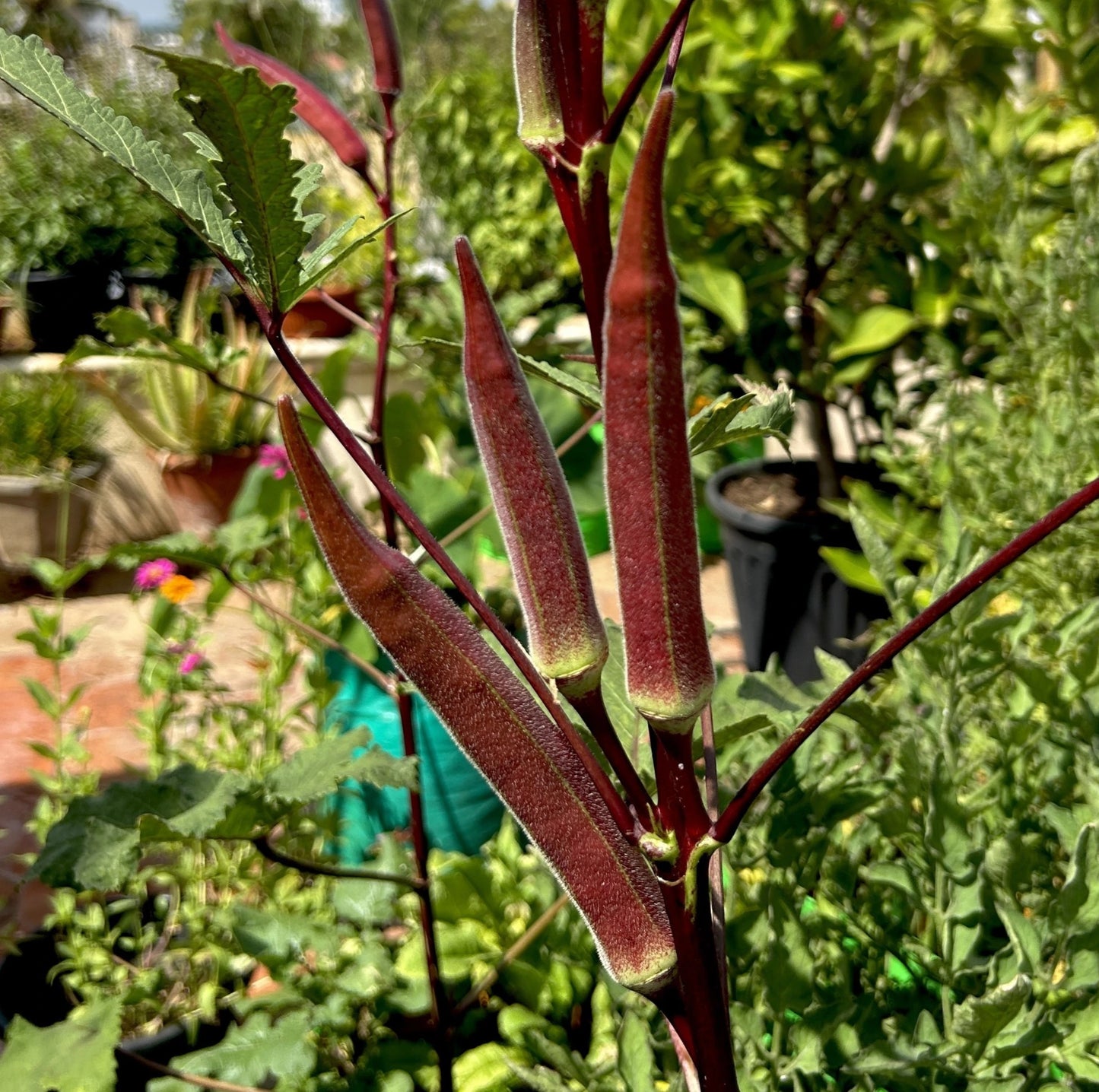Red Bhindi