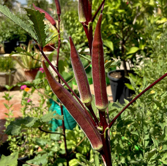 Red Bhindi