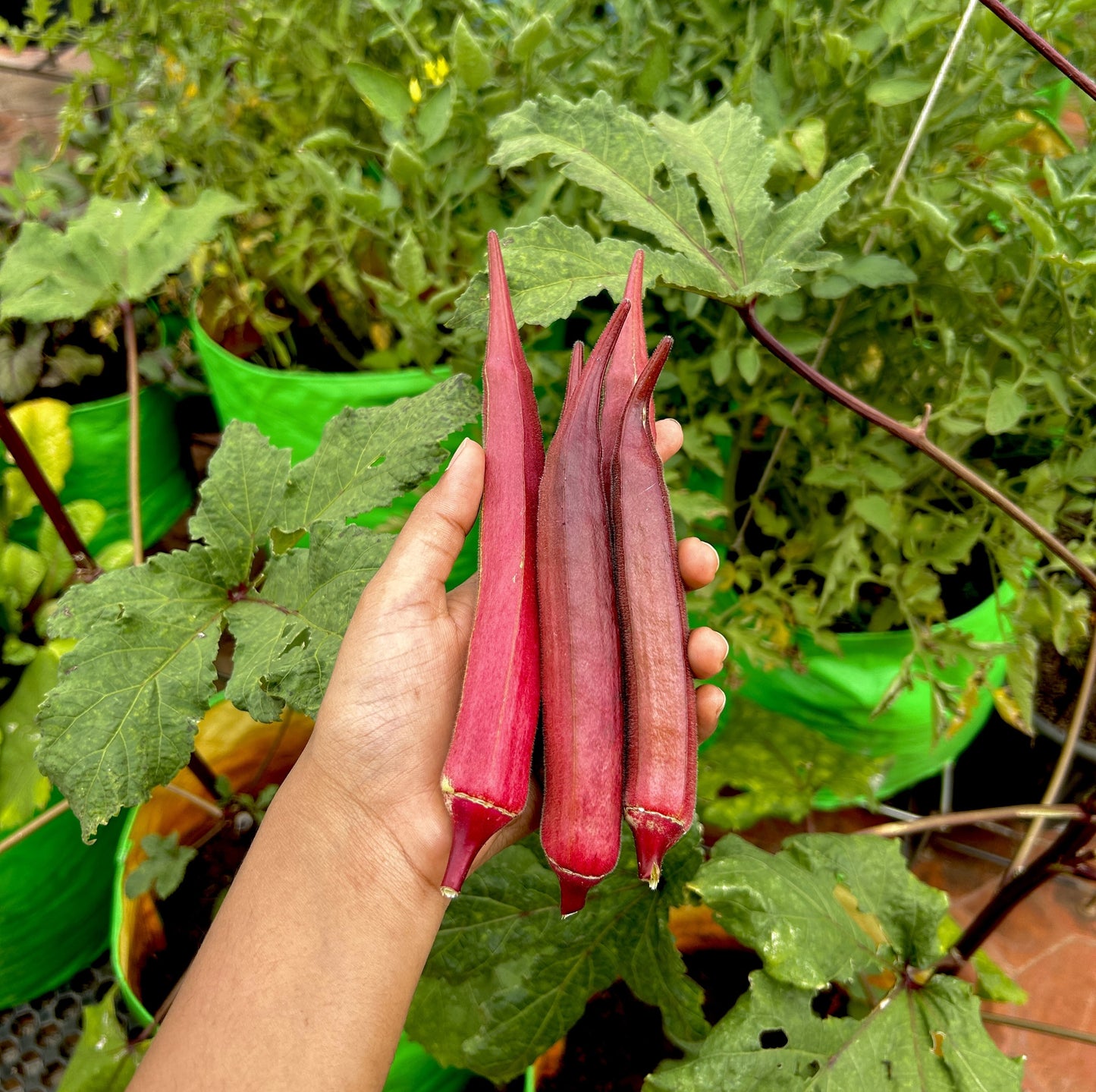 Red Bhindi