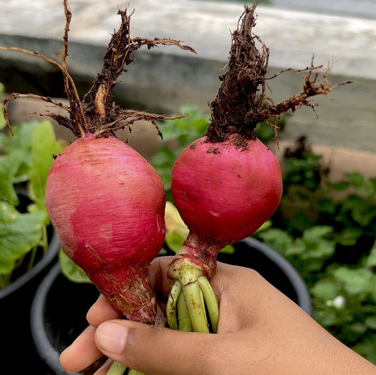 Red Turnip