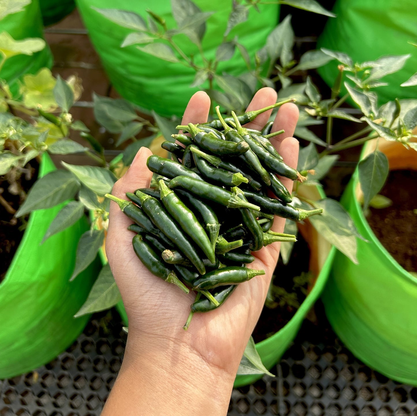 Green Bird's Eye Chilli