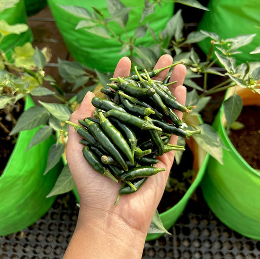 Green Bird's Eye Chilli