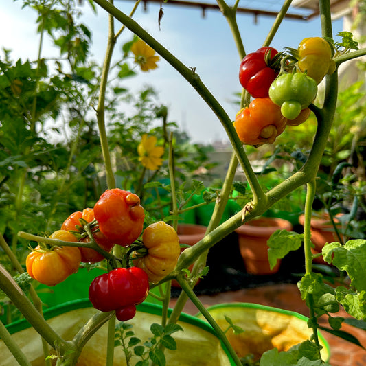 Trefle Du Togo Tomato