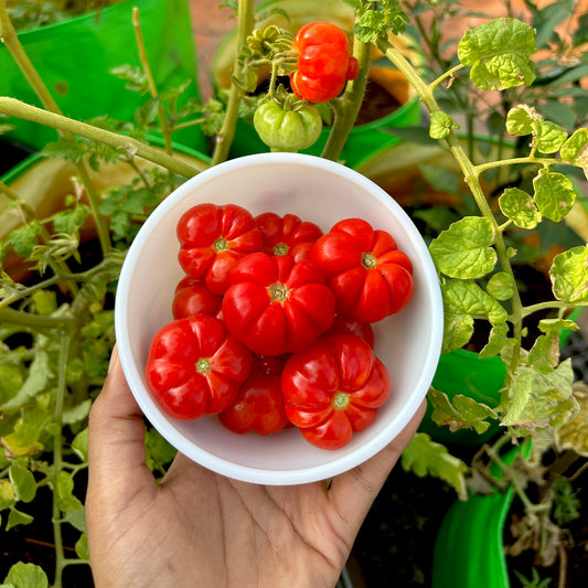 Trefle Du Togo Tomato