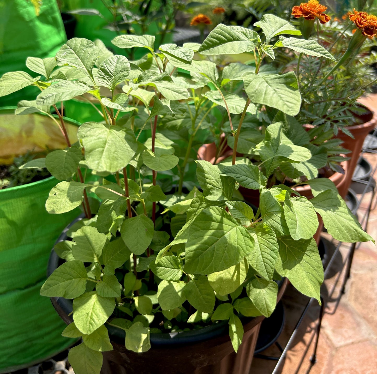 Spleen Amaranthus/Arai Keerai