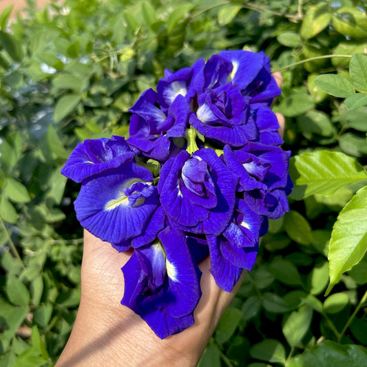 Blue Butterfly Pea Double Petal