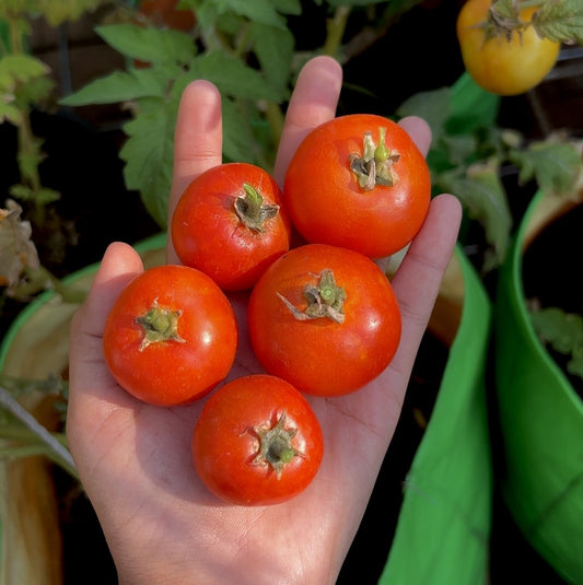 Country Tomato