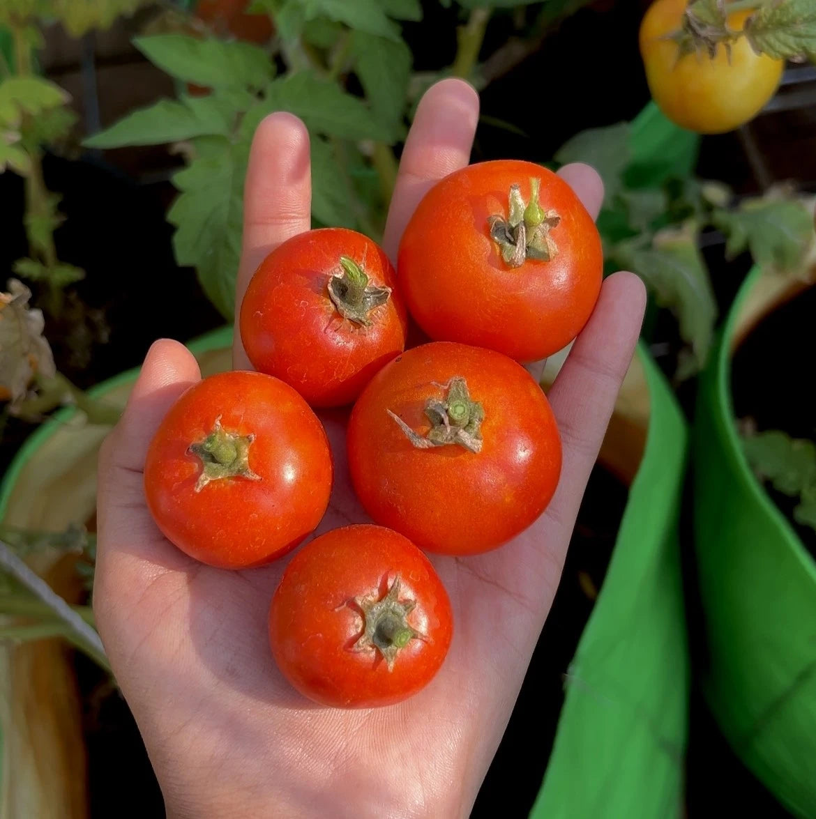 Country Tomato