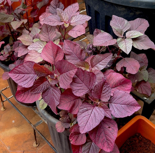 Red Amaranthus Blitum/Mulai Keerai