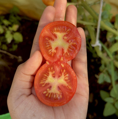 Country Tomato