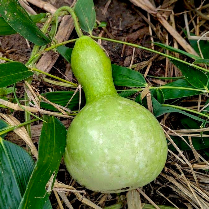 Bottle Gourd Short