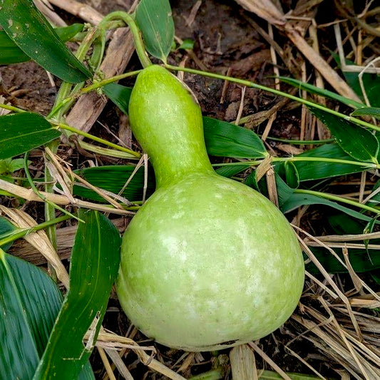 Bottle Gourd Short