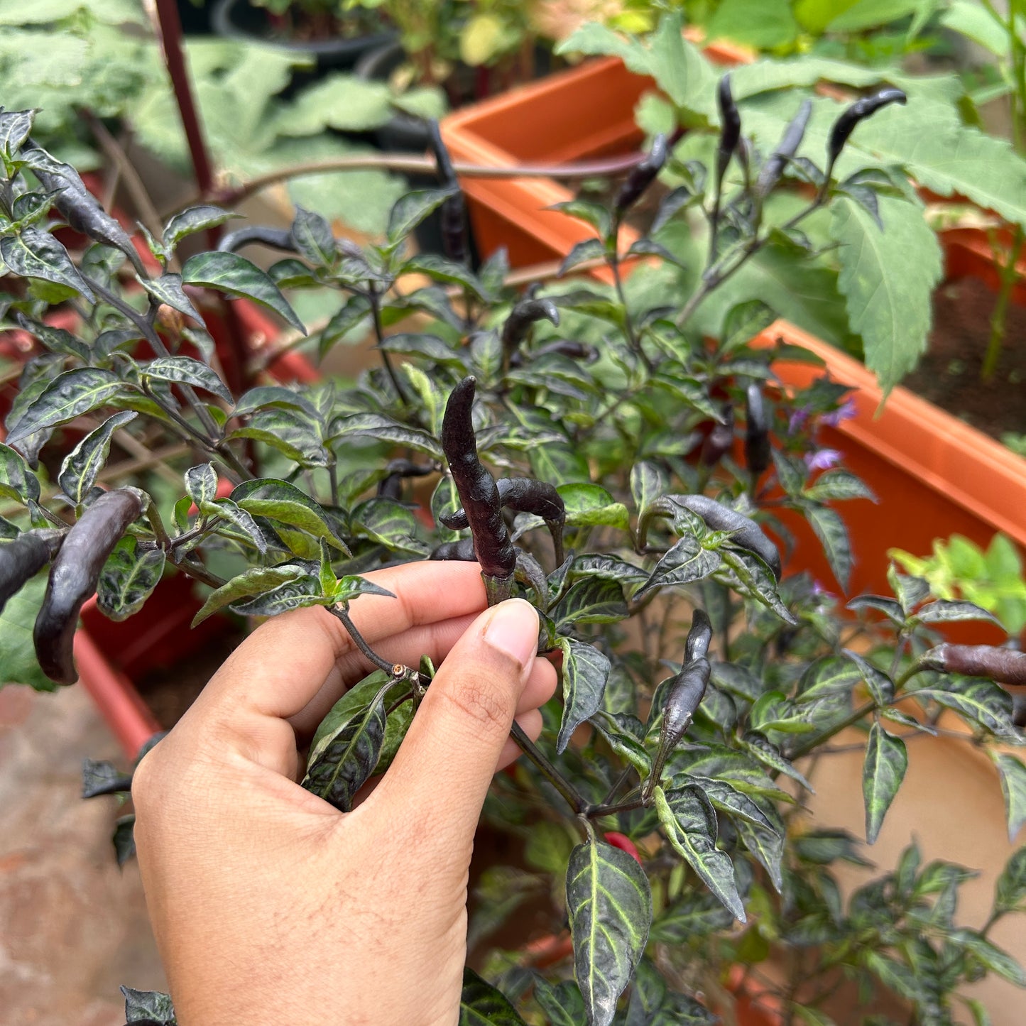 Royal Black Bird's Eye Chilli