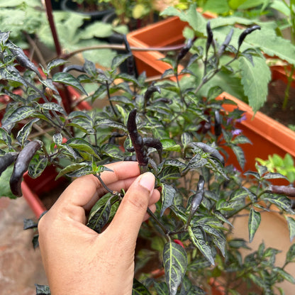 Royal Black Kanthari Chilli