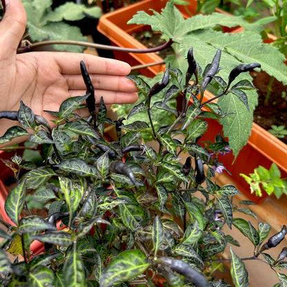 Royal Black Bird's Eye Chilli