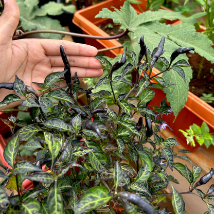 Royal Black Kanthari Chilli