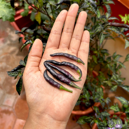 Royal Black Bird's Eye Chilli