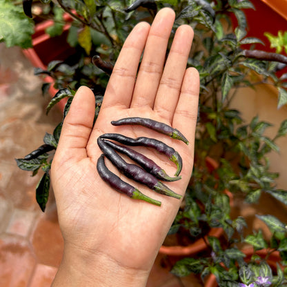 Royal Black Kanthari Chilli