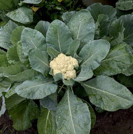 Cauliflower
