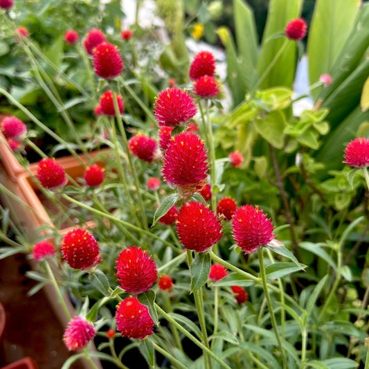 Strawberry Red Gomphrena
