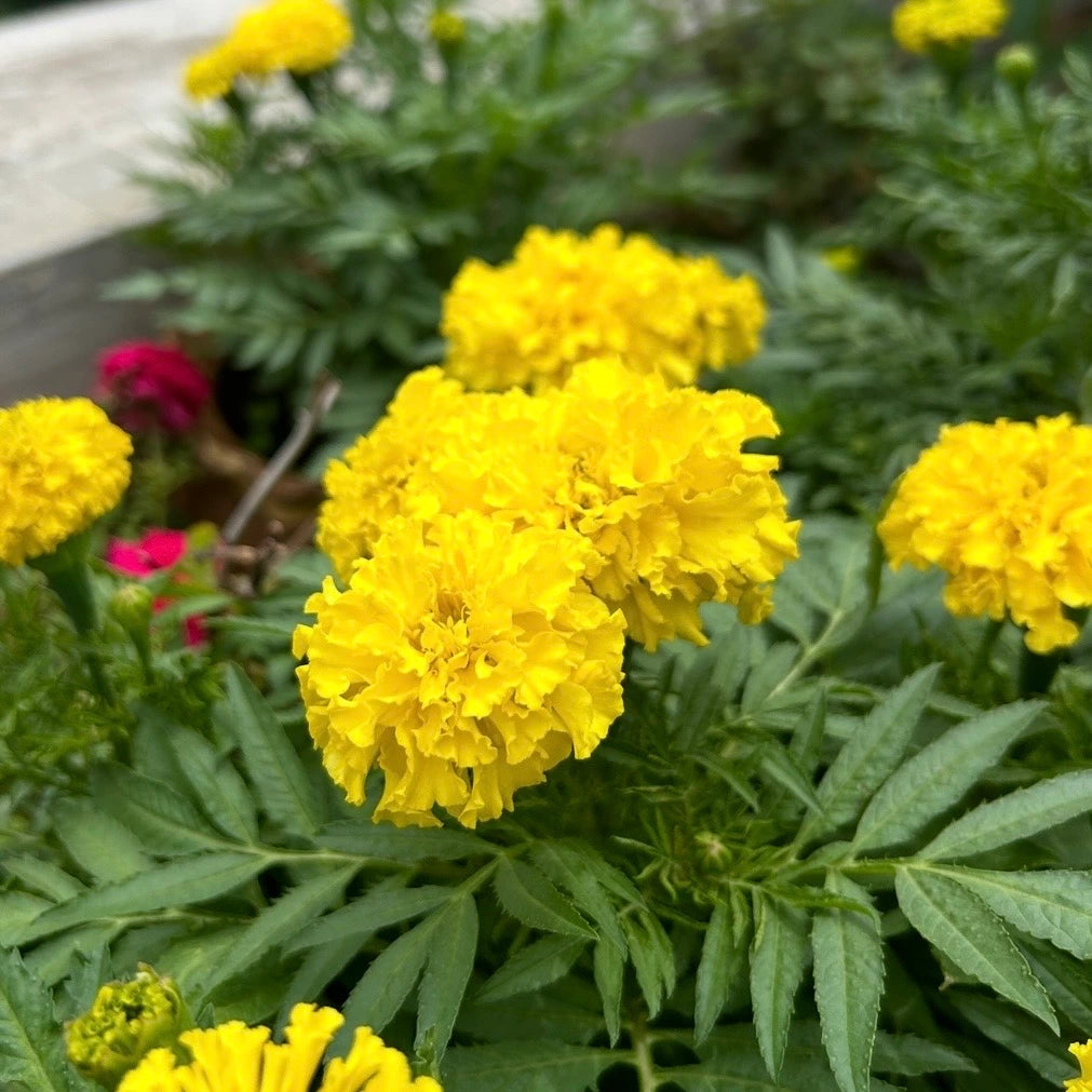 Yellow Marigold