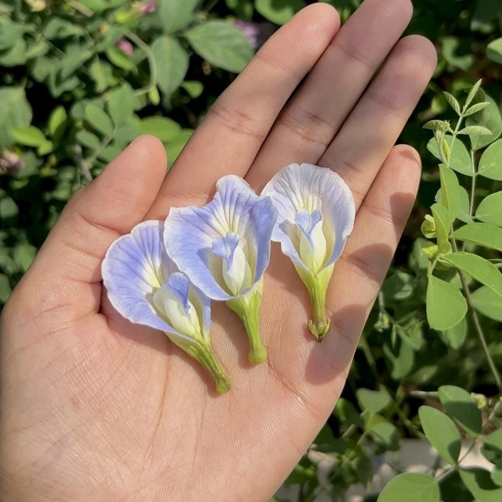 Sky Blue Butterfly Pea Single Petal