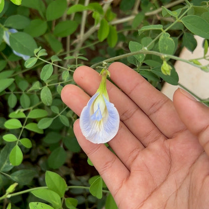 Sky Blue Butterfly Pea Single Petal