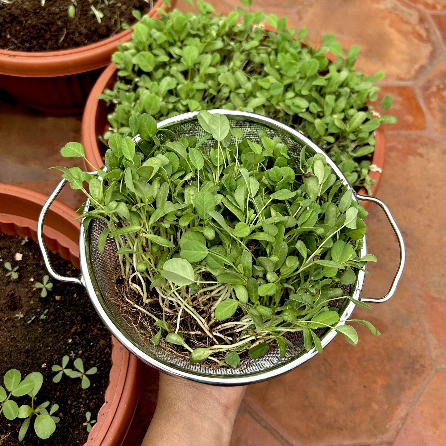 Fenugreek/Methi