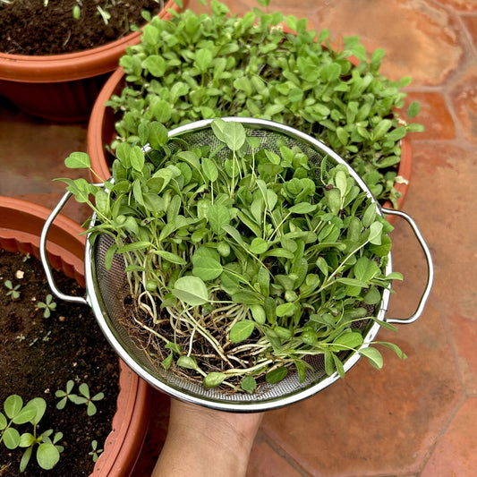 Fenugreek/Methi