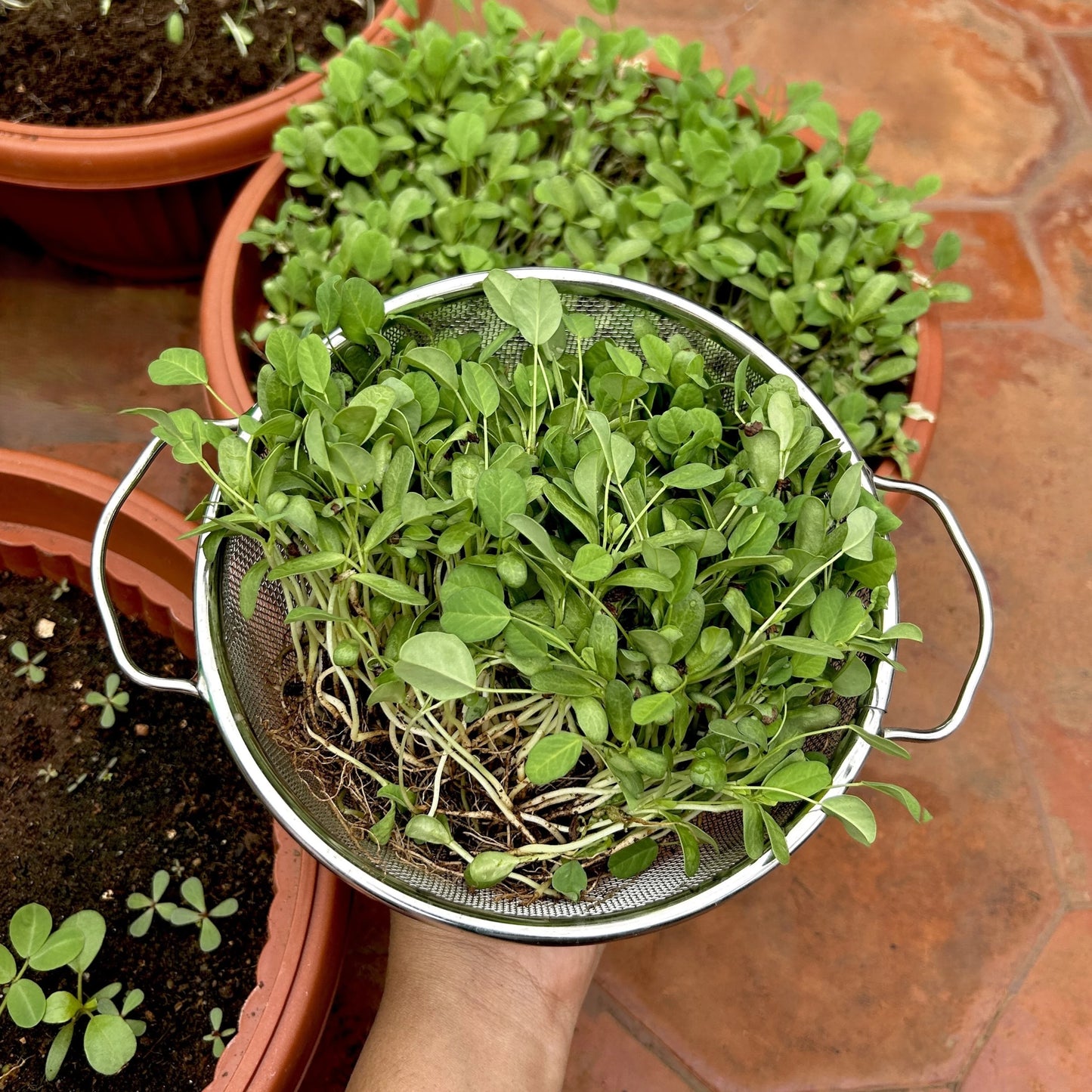 Fenugreek/Methi