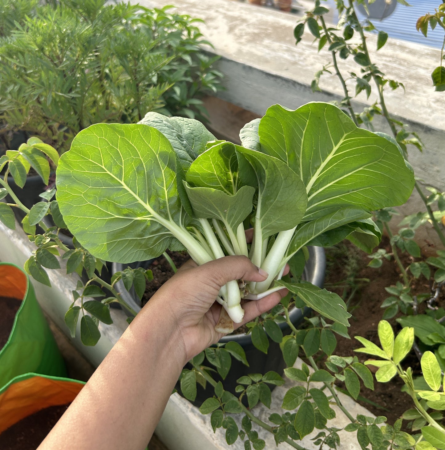 Pak Choi (Bok Choi)