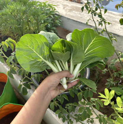 Pak Choi (Bok Choi)